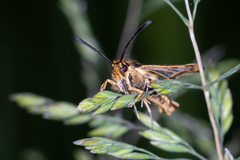 Chamaesphecia empiformis