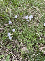 Cardamine trifida