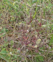 Arabis recta