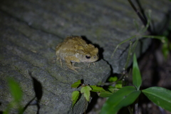 Bufo gargarizans