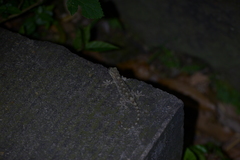 Gekko japonicus