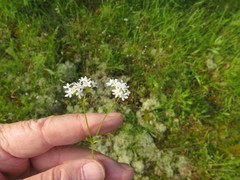 Valerianella nuttallii