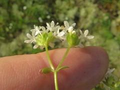 Valerianella nuttallii