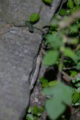 Gekko japonicus