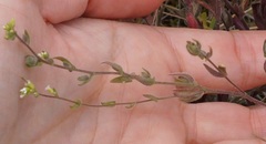 Arabis recta