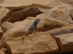 Pseudotrapelus sinaitus