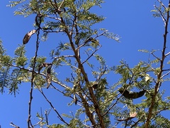 Vachellia sieberiana woodii