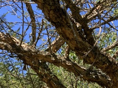 Vachellia sieberiana woodii