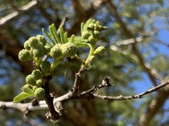 Vachellia sieberiana woodii