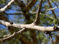 Vachellia sieberiana woodii