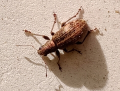 Polydrusus inustus