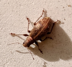 Polydrusus inustus