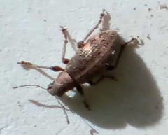 Polydrusus inustus