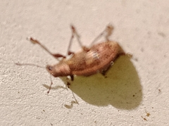 Polydrusus inustus