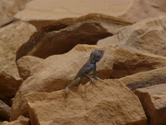 Pseudotrapelus sinaitus