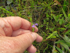 Scutellaria parvula australis