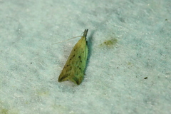 Dichomeris limosellus