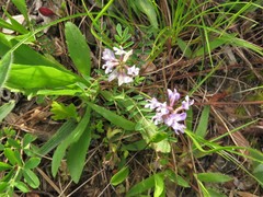 Astragalus distortus engelmannii
