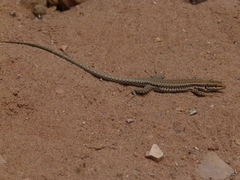 Phoenicolacerta kulzeri petraea