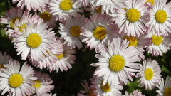 Bellis perennis