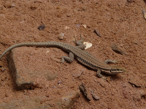 Kulzer's Rock Lizard