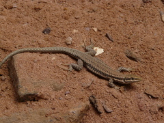 Phoenicolacerta kulzeri petraea