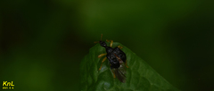 Phymatapoderus flavimanus