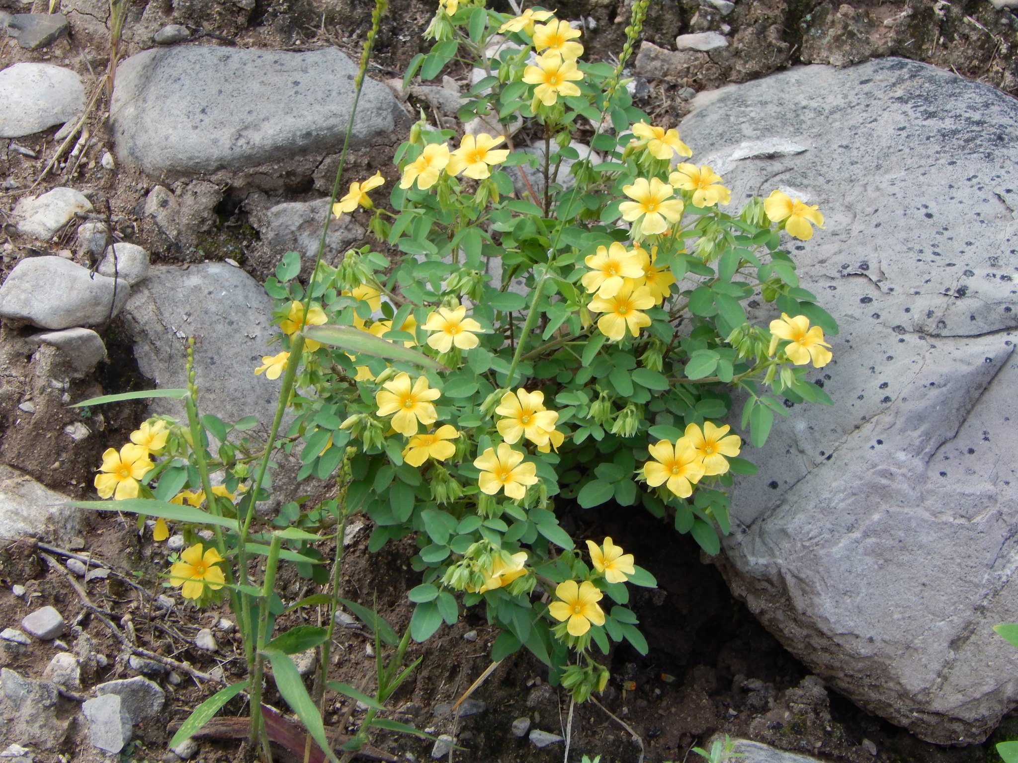 Oxalis frutescens