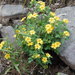 Shrubby Woodsorrel - Photo (c) Socorro Garcia Méndez, some rights reserved (CC BY-NC), uploaded by Socorro Garcia Méndez