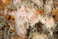 Haliclona angulata
