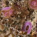 Lace Coral - Photo (c) Bernard Picton, some rights reserved (CC BY), uploaded by Bernard Picton