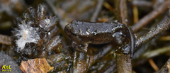 Bufo sachalinensis