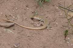 Acanthodactylus boskianus
