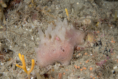 Haliclona angulata