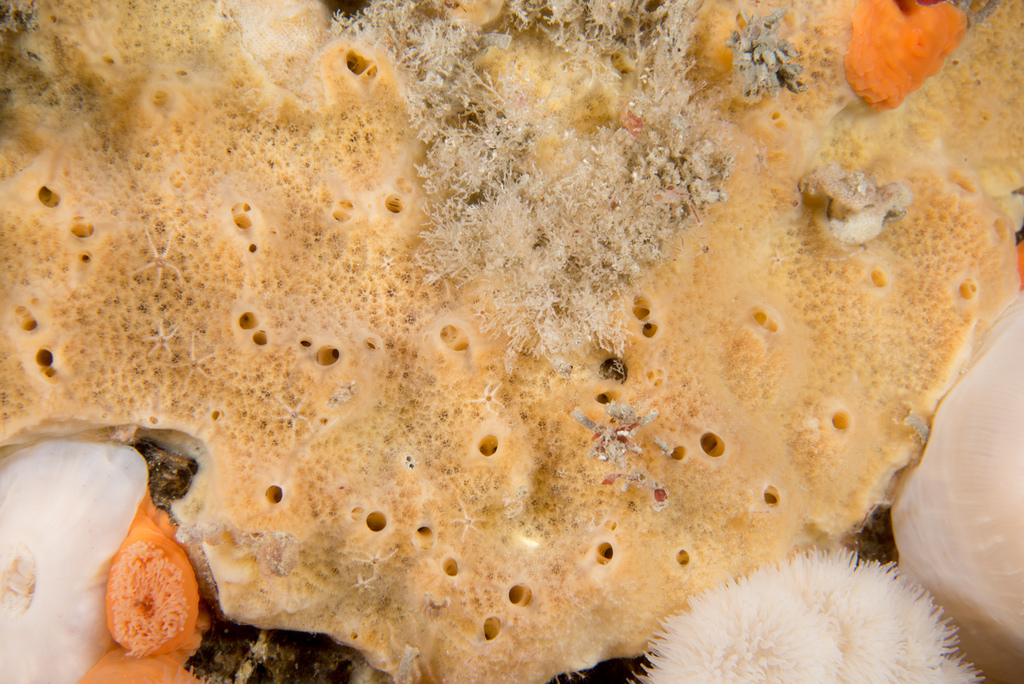 Myxilla rosacea