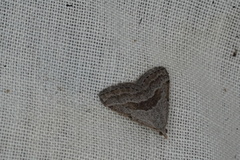 Dichromodes leptozona