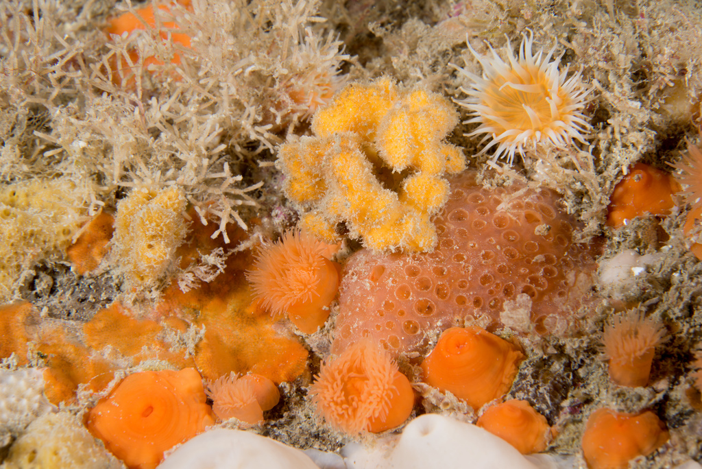 Stelligera montagui