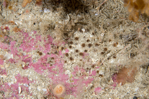 Isozoanthus sulcatus