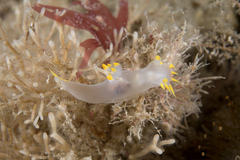 Polycera