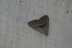 Dichromodes leptozona