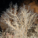 Herringbone Hydroid - Photo (c) Bernard Picton, some rights reserved (CC BY), uploaded by Bernard Picton