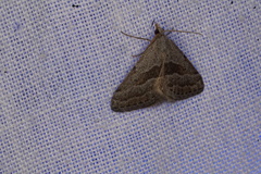 Dichromodes leptozona