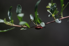 Phyllocharis gracilis