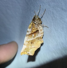 Selenia alciphearia