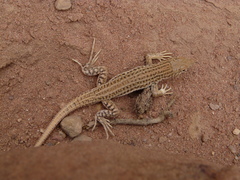 Acanthodactylus boskianus