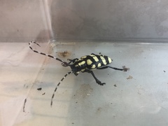 Anoplophora horsfieldii