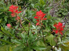 Castilleja miniata dixonii