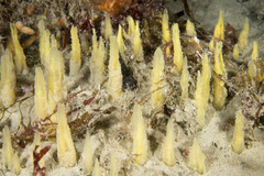 Ciocalypta penicillus