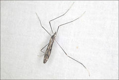 Paralimnophila
