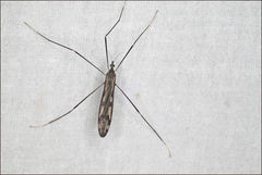 Paralimnophila